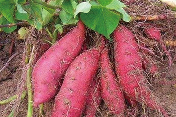 地瓜地窖貯藏的三個步驟